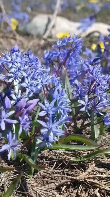 Konya’da doğa canlandı, kartpostallık bahar manzaraları çıktı 13